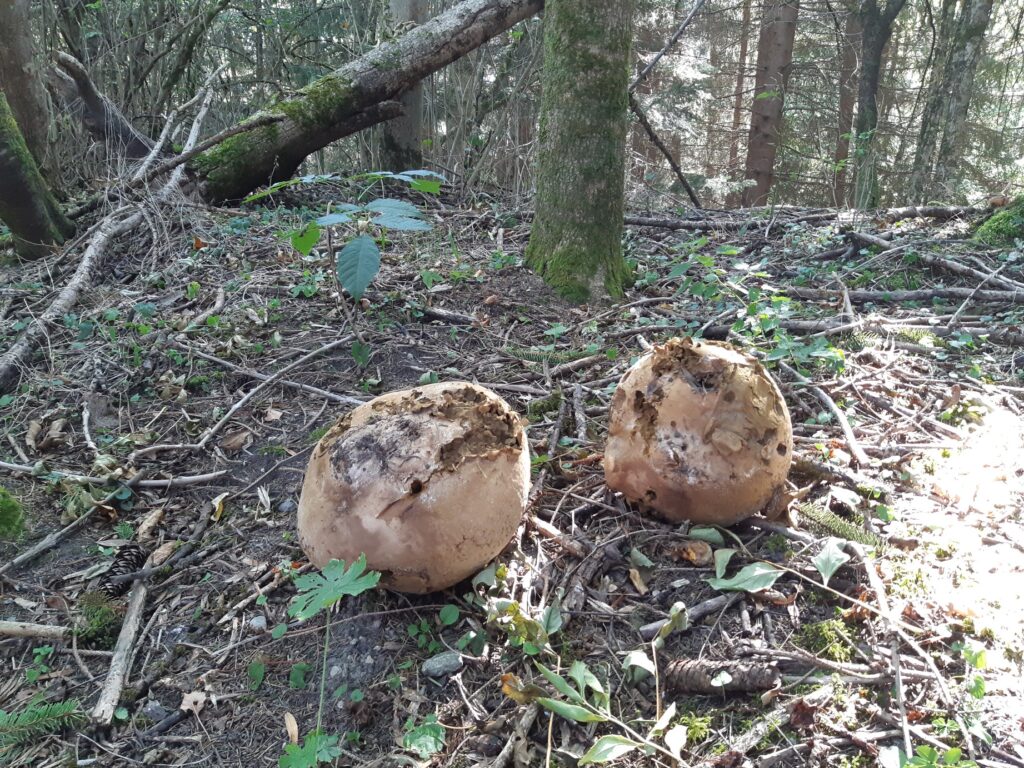 Un champignon géant et ses petits frères Soigner Alzheimer